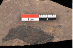 Foto (Detailansicht) von Alnus gracilis Unger (NHMW-GEO-2024-0188-0737)